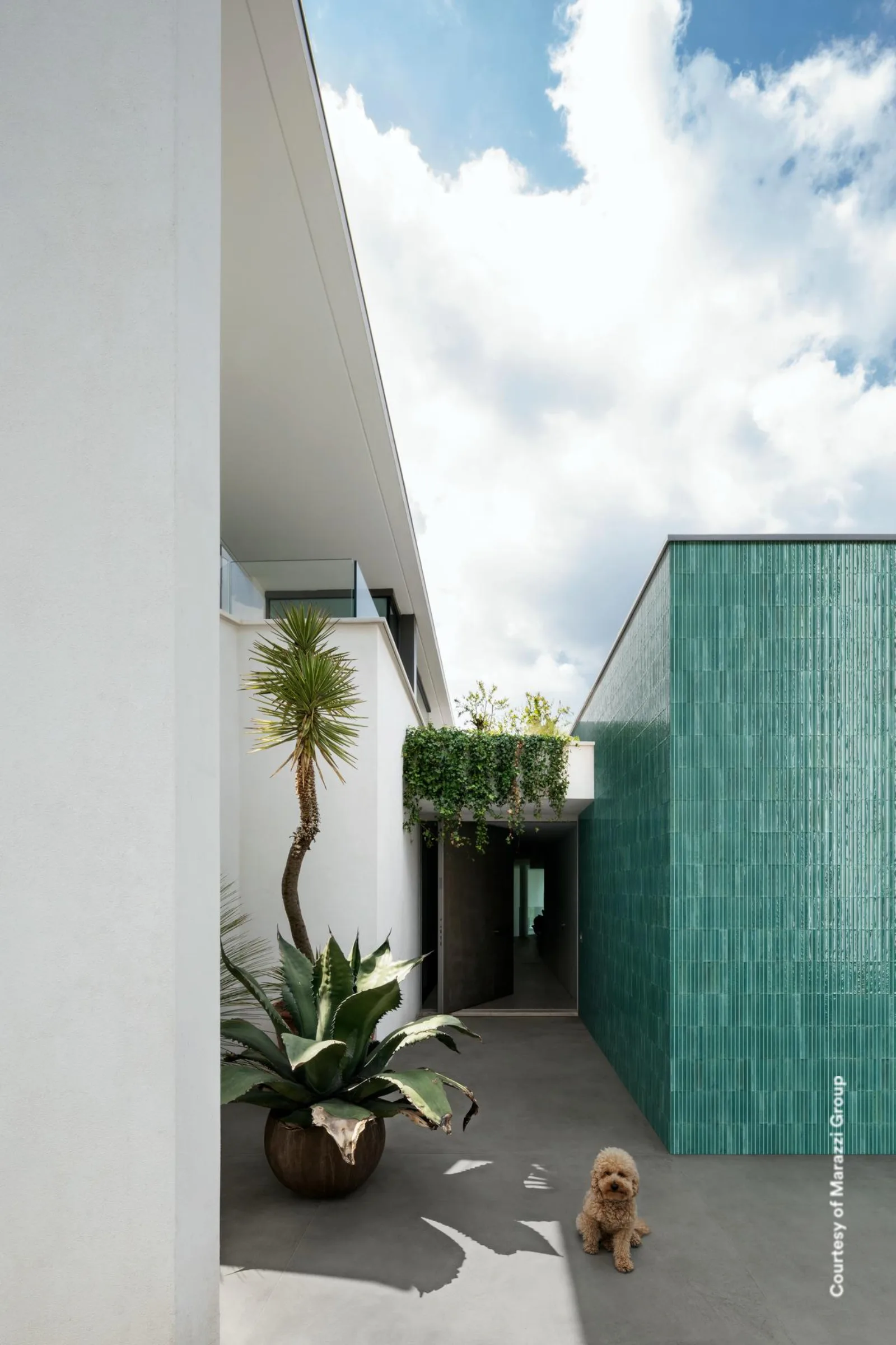 Innenhof mit grüner Riemchenwand, Palme, Agave und kleinem Hund auf dunkelgrauem Betonoptik-Boden.