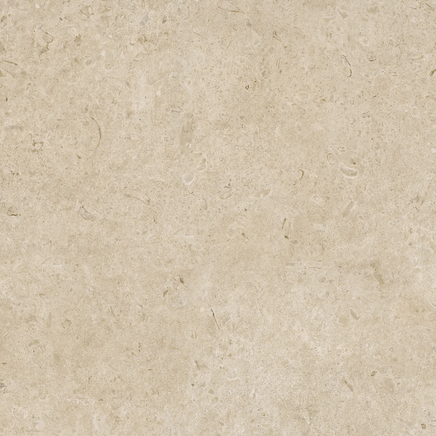 Greigefarbene Fliese 100×100 cm in Kalksteinoptik mit fossilartigen Einschlüssen und leicht gewolkter Oberfläche.