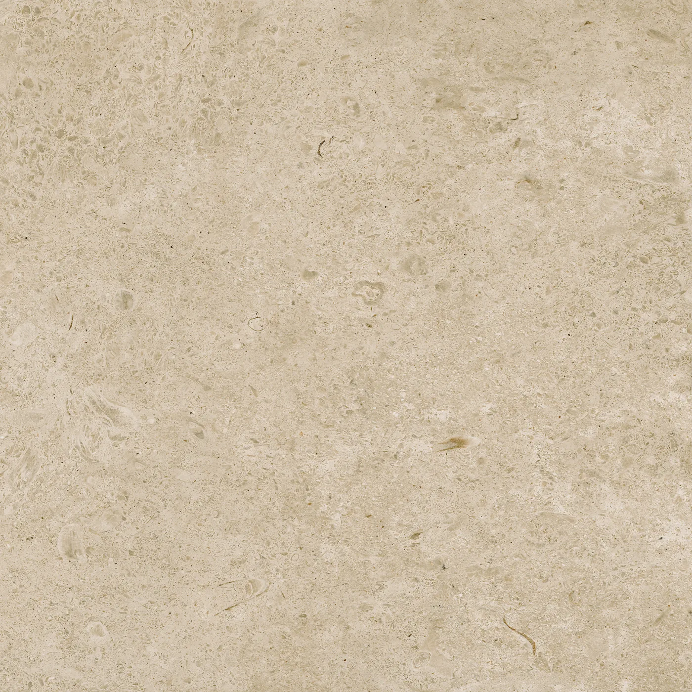 Greigefarbene Fliese 60×60 cm in Kalksteinoptik mit fossilartigen Einschlüssen und leicht gewolkter Oberfläche.