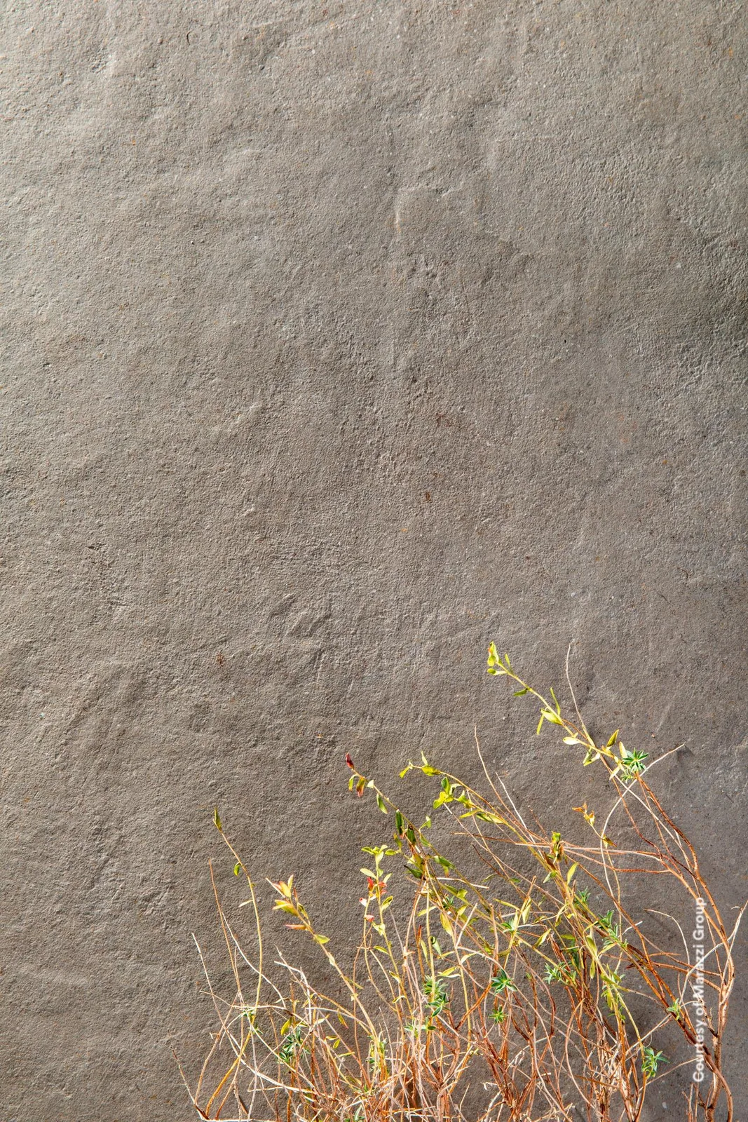Graubraune Wandfläche in Betonoptik mit lebhafter, wolkiger Schattierung, davor trockene Gräser mit gelben Blüten.